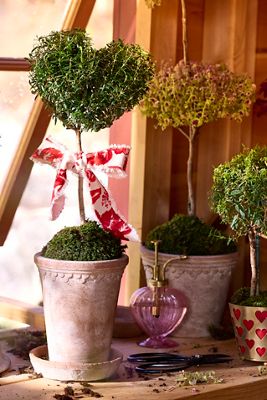 Bergs Tall Copenhagen Terracotta Pot + Saucer Set