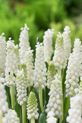 Muscari 'Album' Bulbs