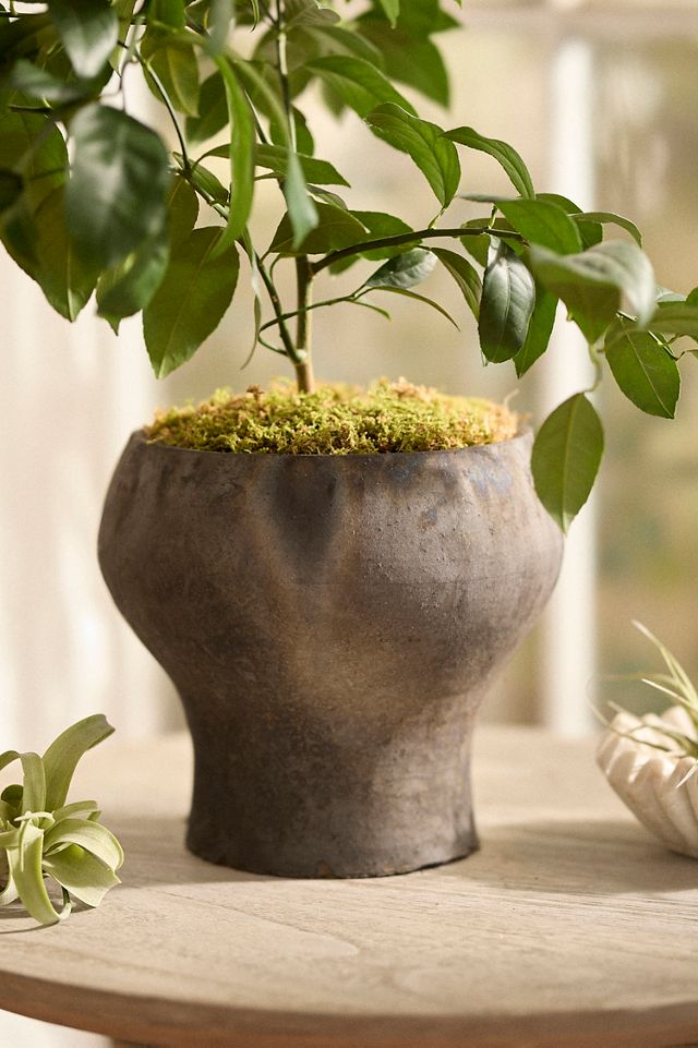 Eartha Pedestal Planter #2