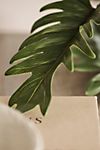 Faux Hanging Philodendron #1