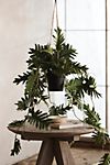 Faux Hanging Philodendron