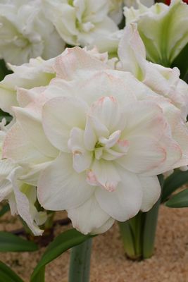 Amaryllis ‘Polar Belle’ Bulb