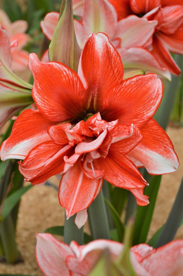 Amaryllis ‘Giant Amadeus’ Bulb #1