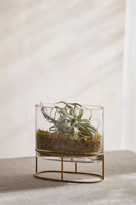 Glass + Gold Stand Terrarium