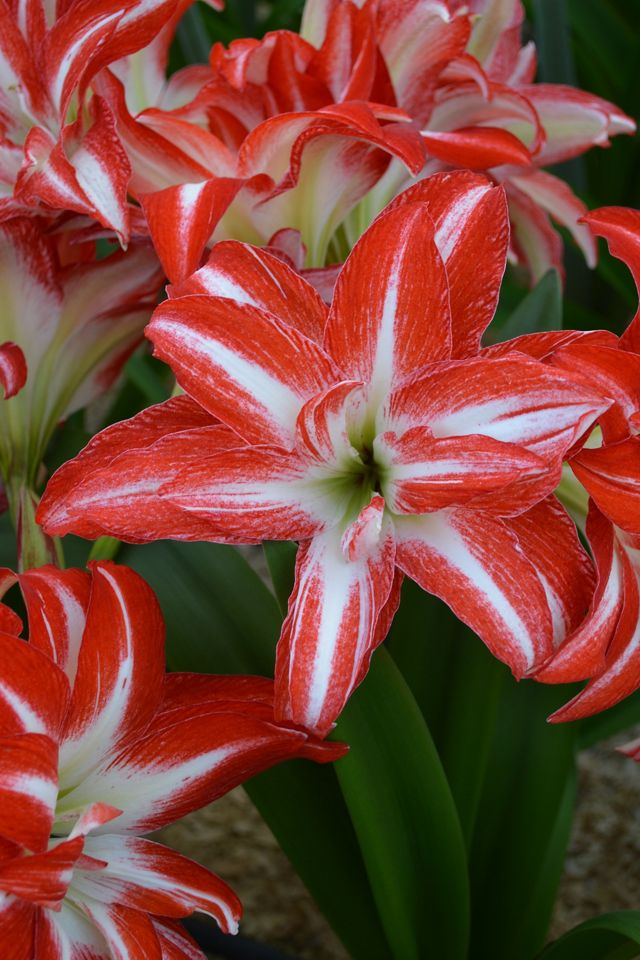 Amaryllis ‘Doublet’ Bulb #1