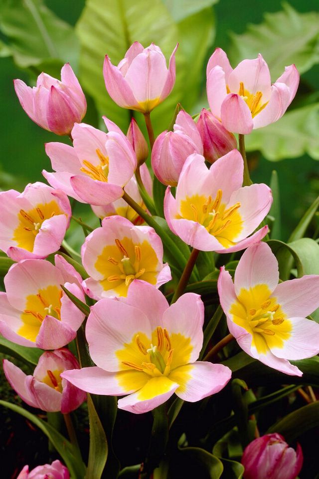 Tulip bakeri 'Lilac Wonder'