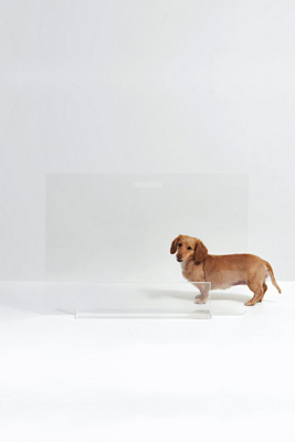 Clear Freestanding Acrylic Dog & Cat Gate Panel