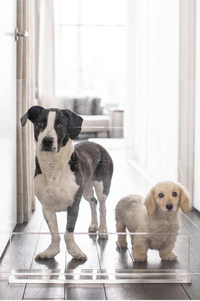 Clear Acrylic Freestanding Pet Gate Panel, 30 Inches Tall