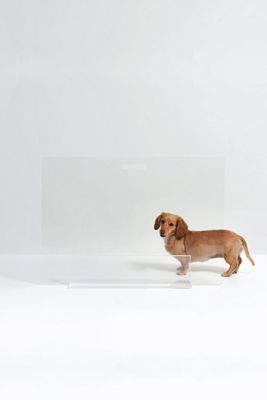 Hiddin Clear Freestanding Acrylic Dog & Cat Gate Panel