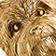Yorkie