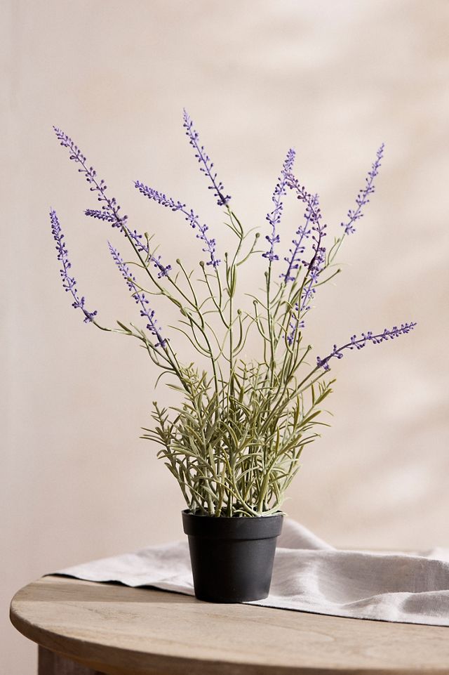 lavender star flower plant Lavender Star Flower Bonsai 3 Tree Forest – Lovehopegrow