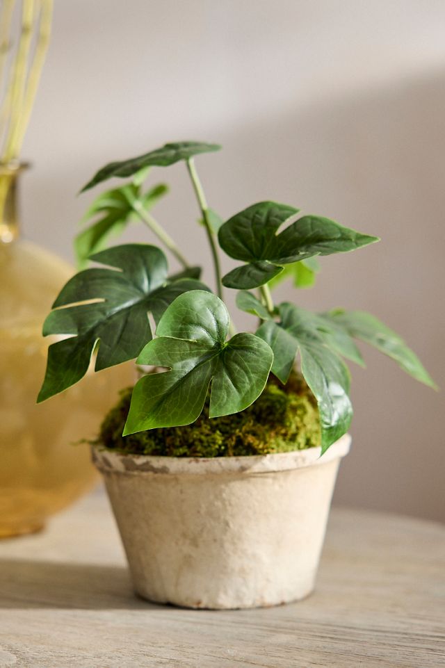 Faux Potted Monstera Plant #2