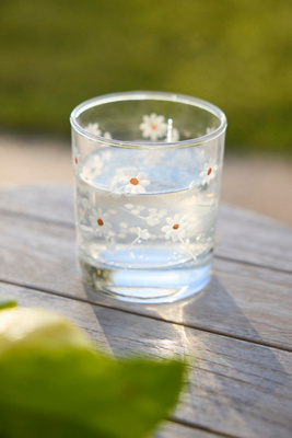 Daisy Etched Tumblers, Set of 4