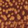 Brown Pattern