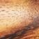 Brown Pattern