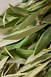 Fresh Olive Leaf Garland #1