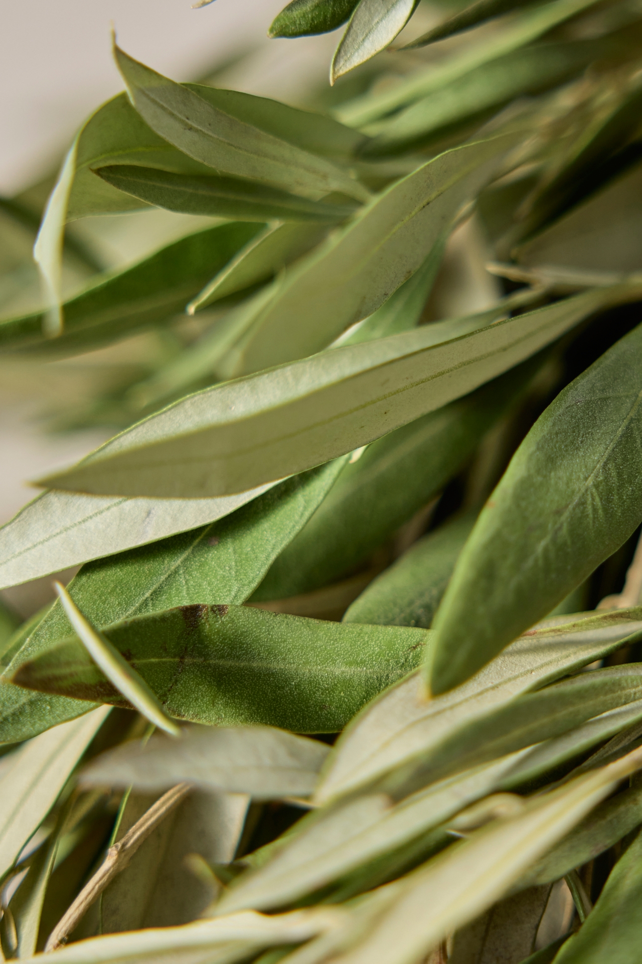 Fresh Olive Leaf Garland