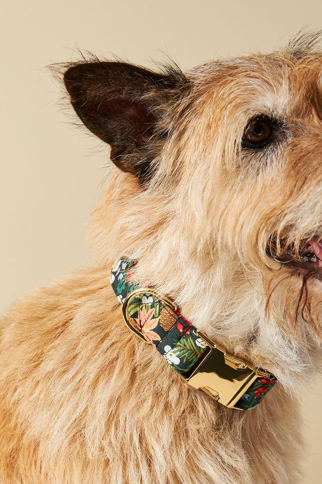 Anthropologie dog leash best sale