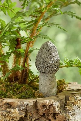 Morel Concrete Pick