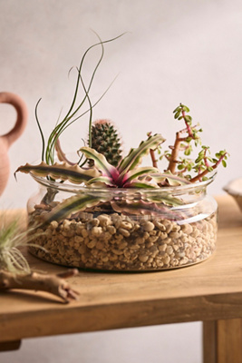 Terrain Recycled Glass Low Bowl Terrarium