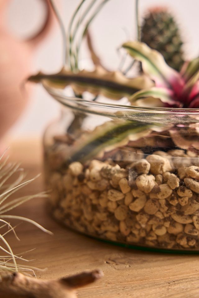 Recycled Glass Low Bowl Terrarium #1