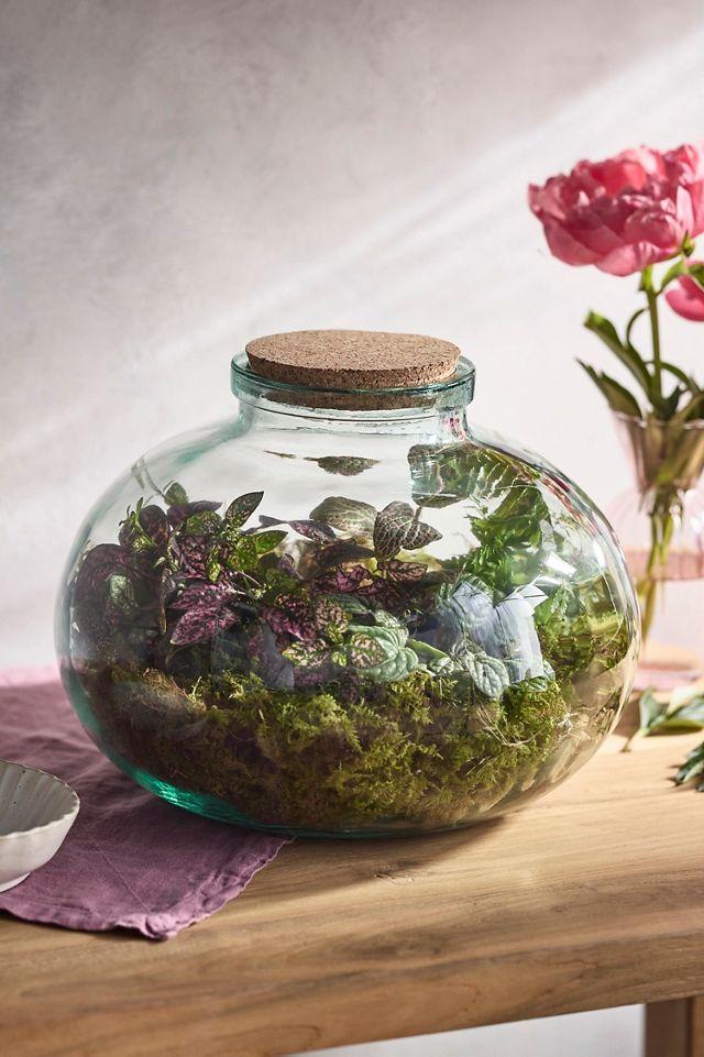 Recycled Glass Low Bulb Terrarium | Terrain