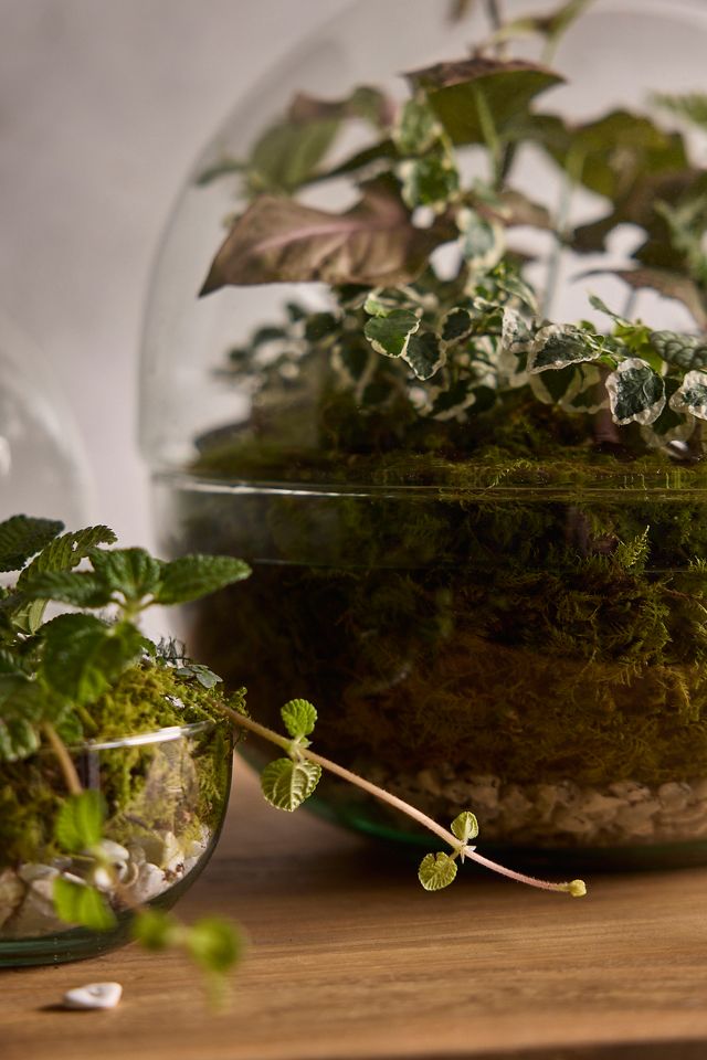 Recycled Glass Ball Terrarium | Terrain