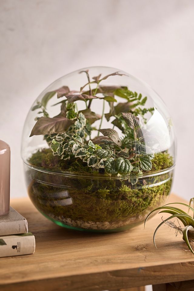 Recycled Glass Ball Terrarium | Terrain