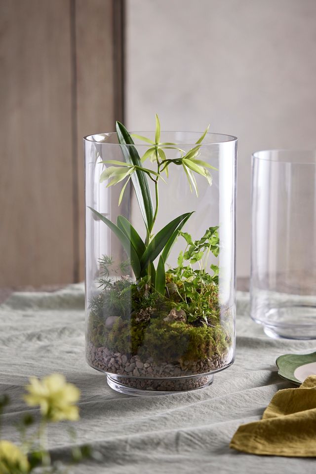 Glass Cylinder Terrarium | Terrain