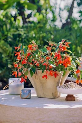 Teak Root Ruffled Bowl Planter