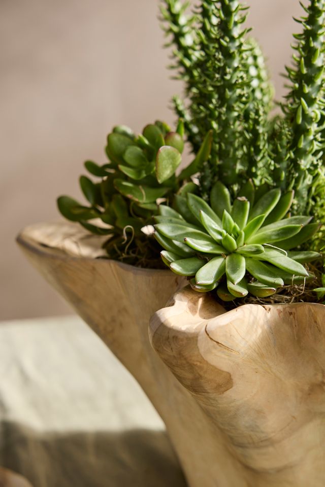 Teak Root Ruffled Bowl Planter #2
