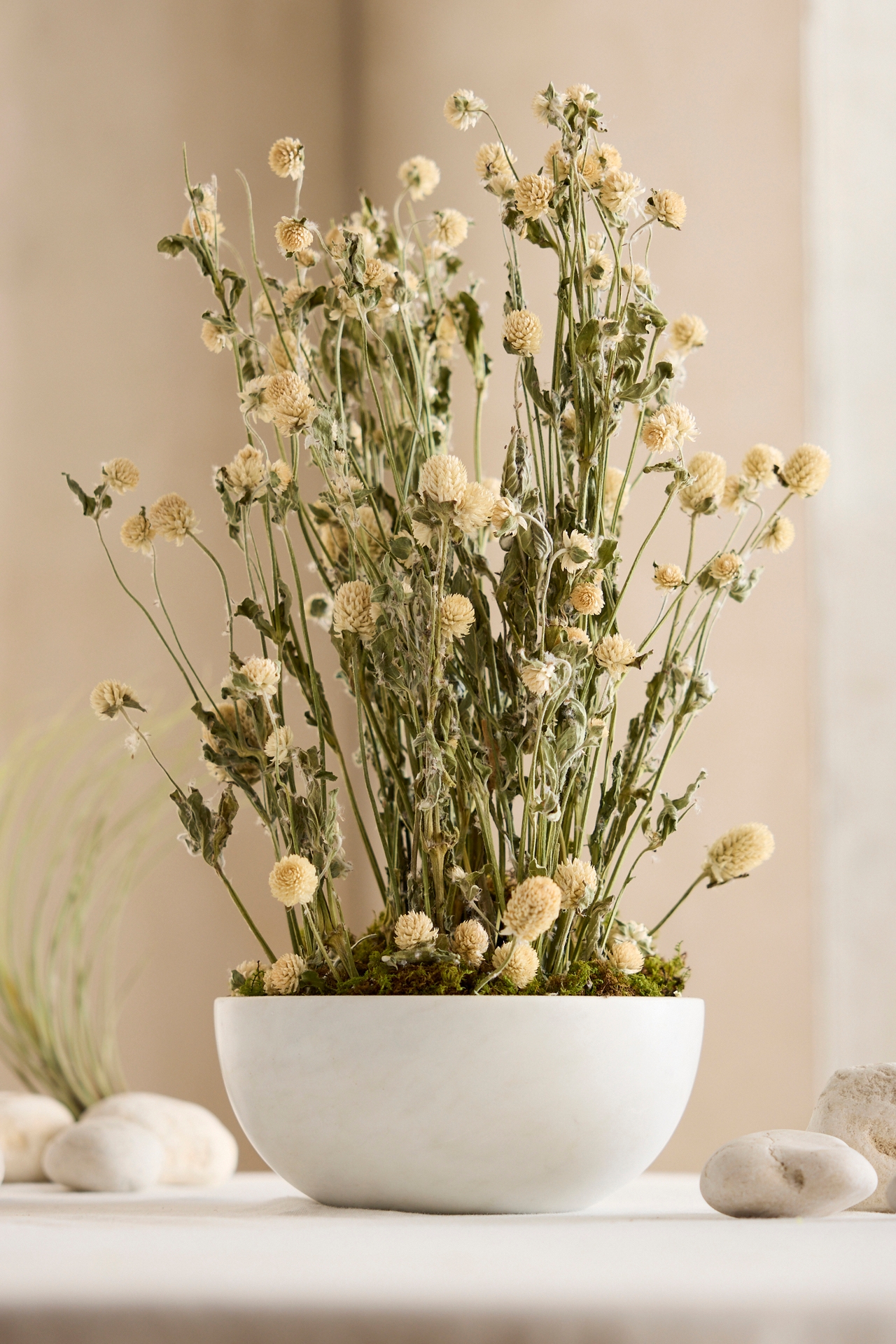 Dried Gomphrena Bunch