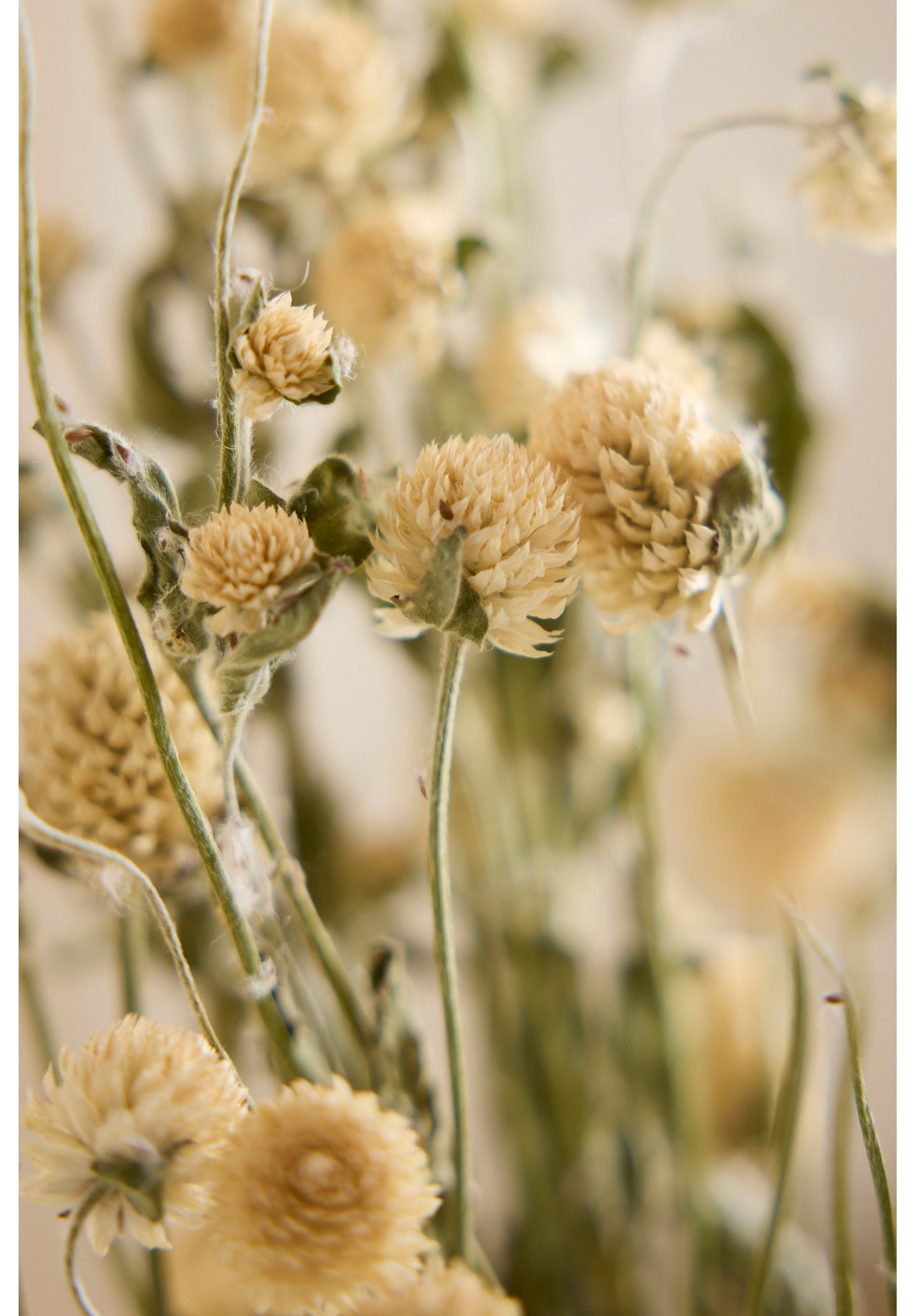 Dried Gomphrena Bunch