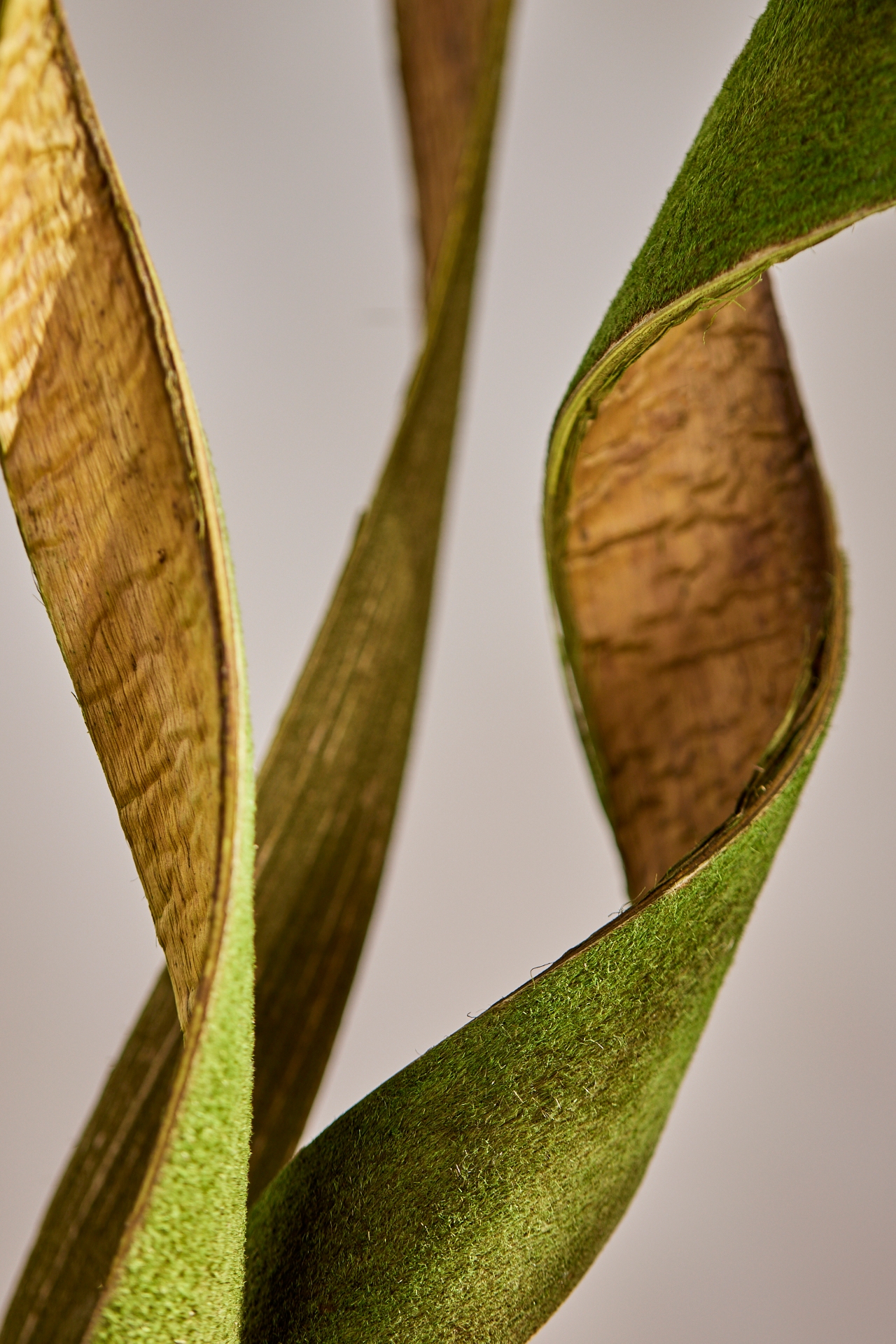 Curled Coconut Palm Paddle Bunch