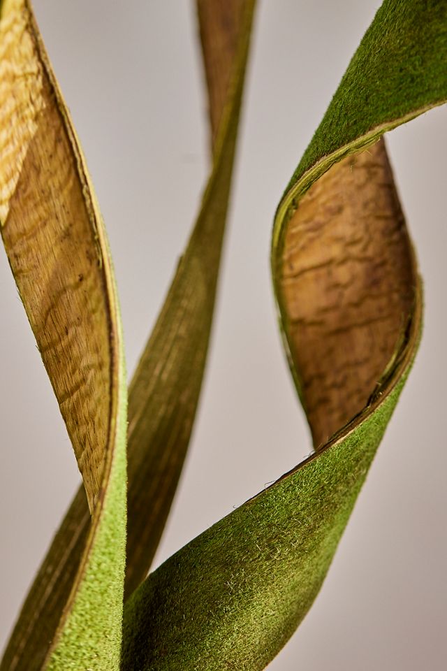 Curled Coconut Palm Paddle Bunch #1