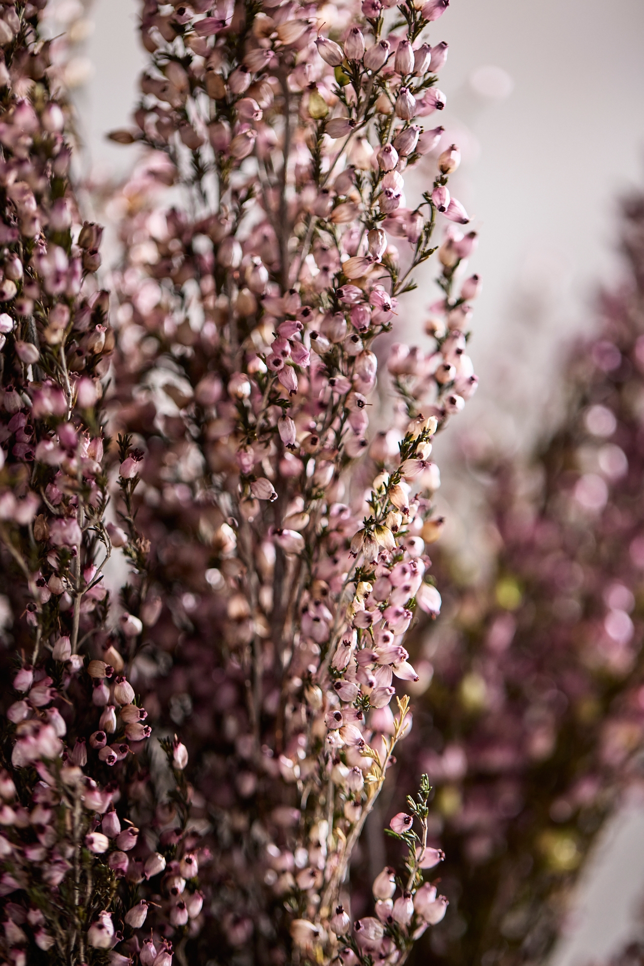 Dried Heather Erica Bunch