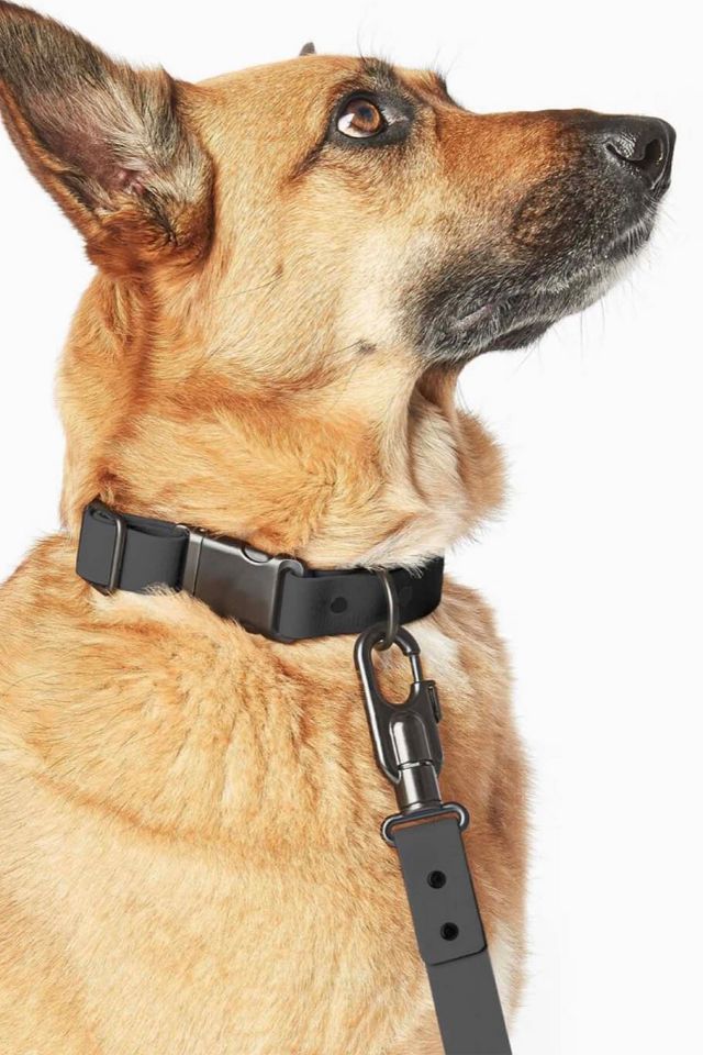 Fable Pets Signature Dog Collar, Blush, Small
