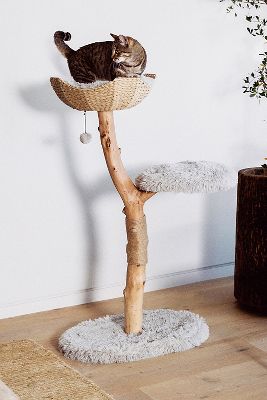 Cat tree trunk hotsell