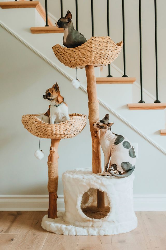 Mau Pet Cento Cat Tree AnthroLiving