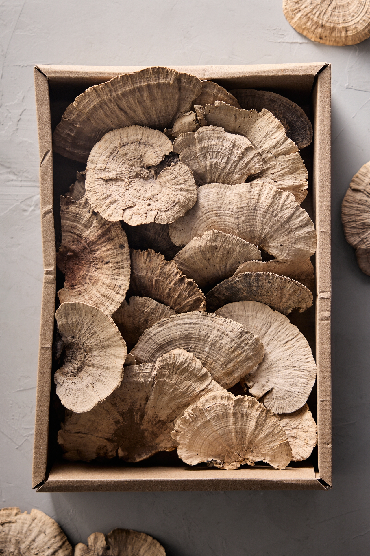 Preserved Shelf Mushrooms