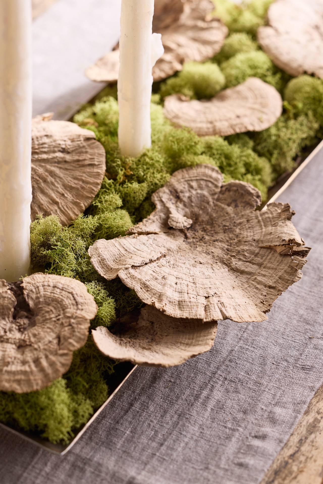 Preserved Shelf Mushrooms