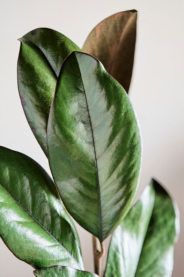 Preserved Magnolia Bunch #1