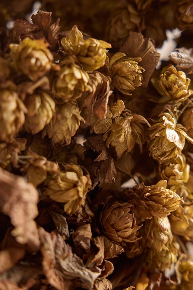 Dried Hops Wreath #1