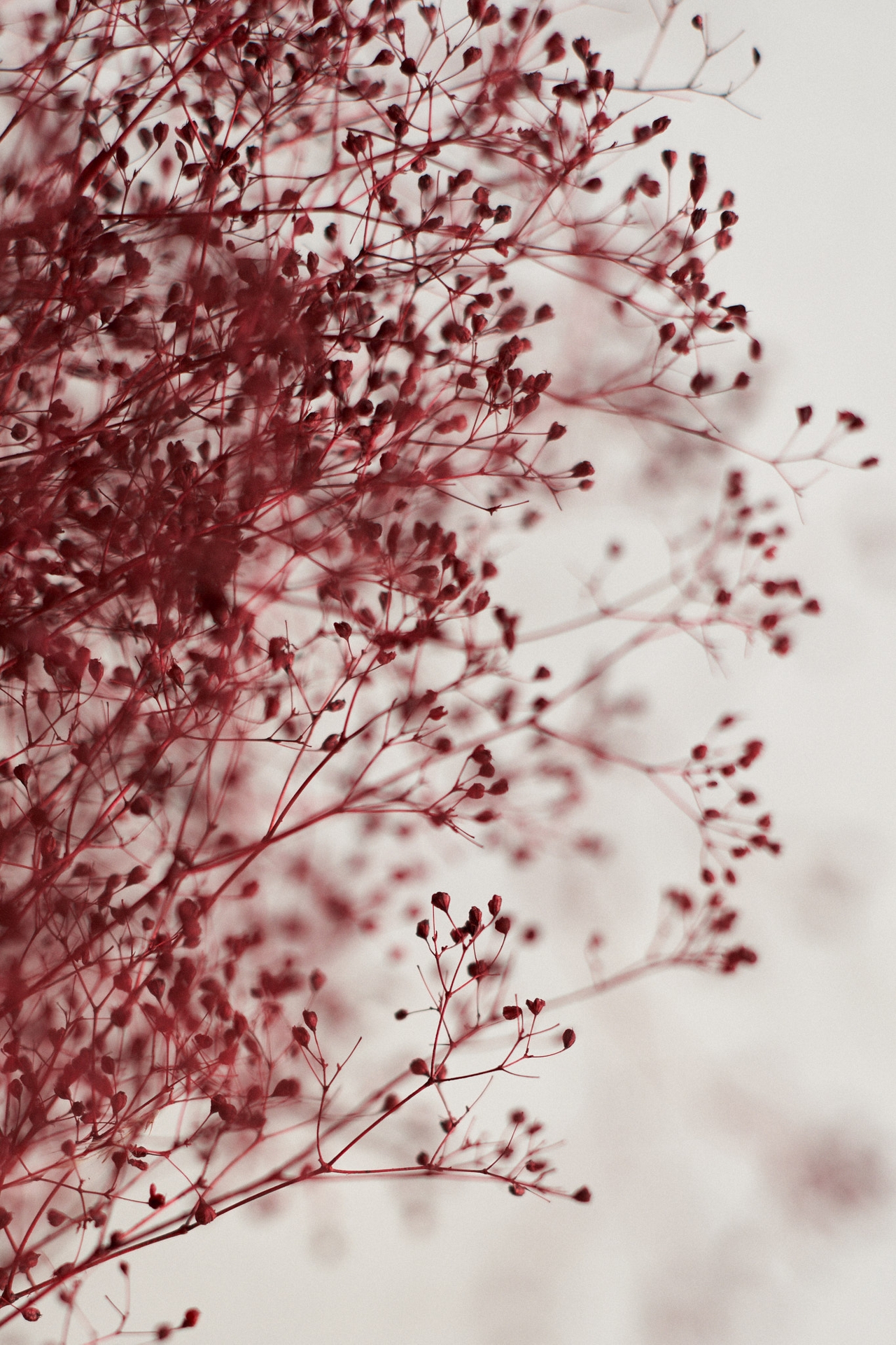 Dried Gypsophila Bunch