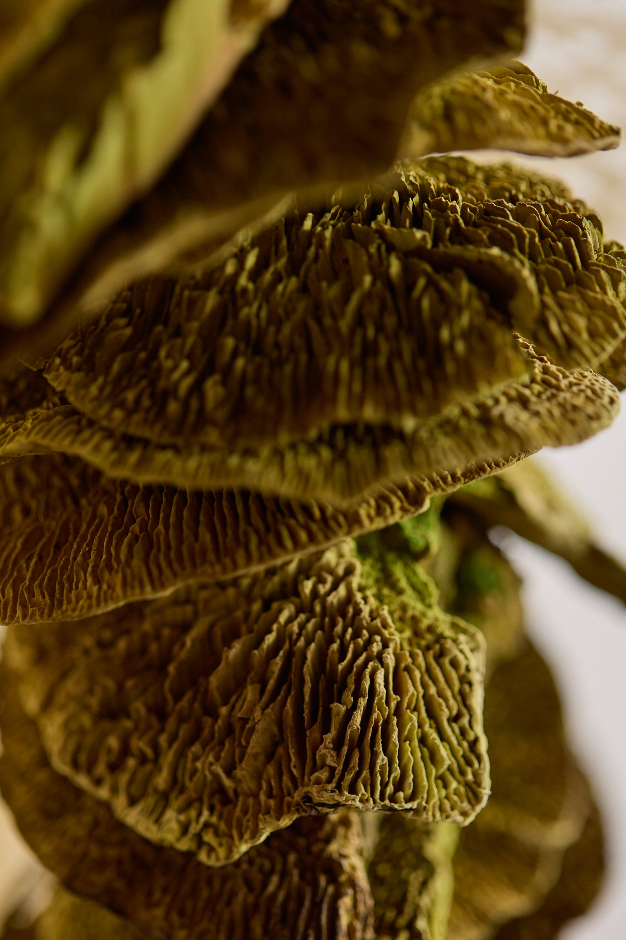 Dried Shelf Mushroom Garland