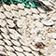 Neutral Pattern