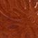 Cedar