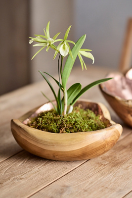 Terrain Bowl - Thumbnail 2