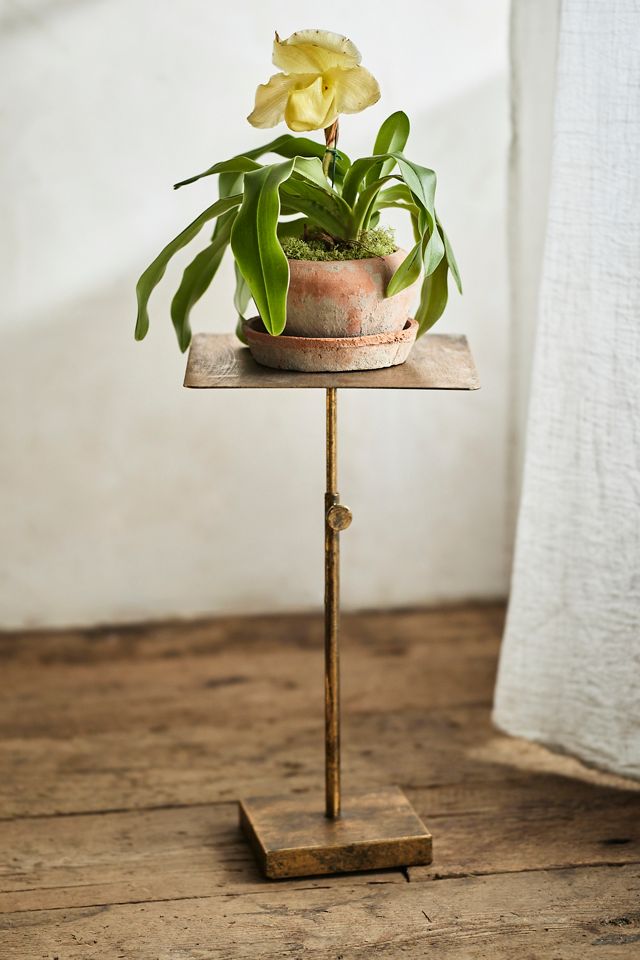 新品 Willing plant atahetas Iron pot 125㎜ 新品 Willing