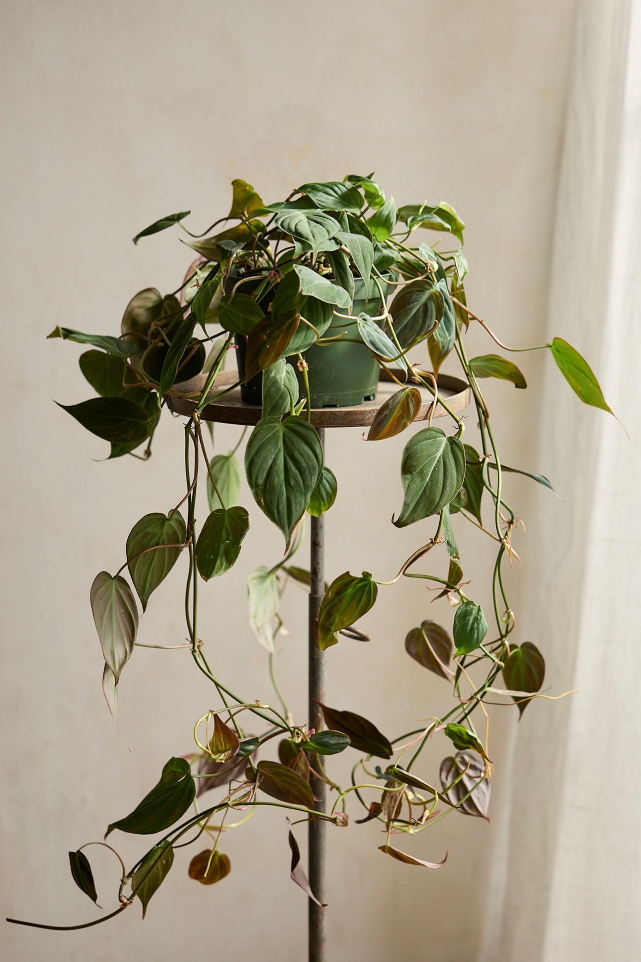 Philodendron Micans Plant